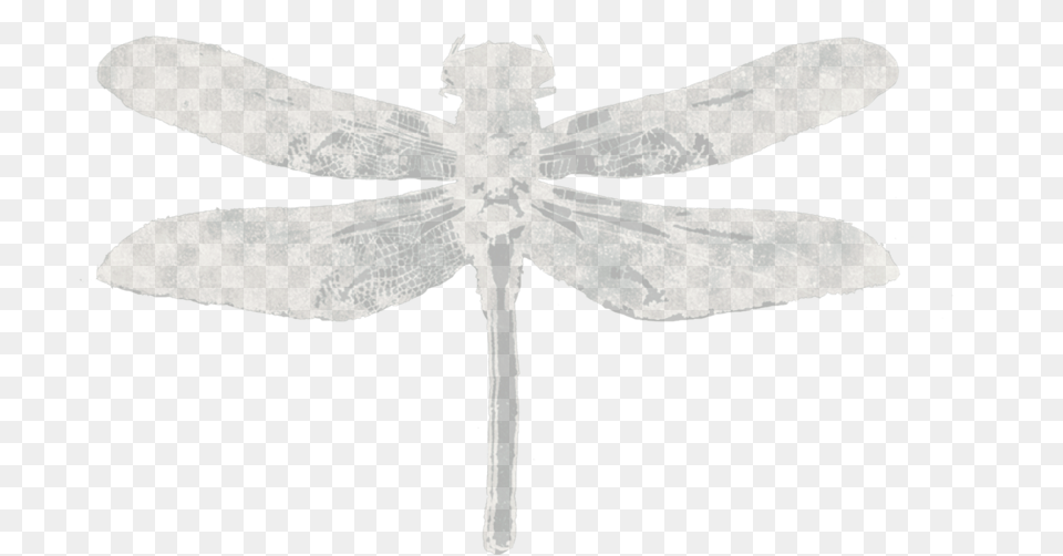 About, Animal, Dragonfly, Insect, Invertebrate Free Transparent Png