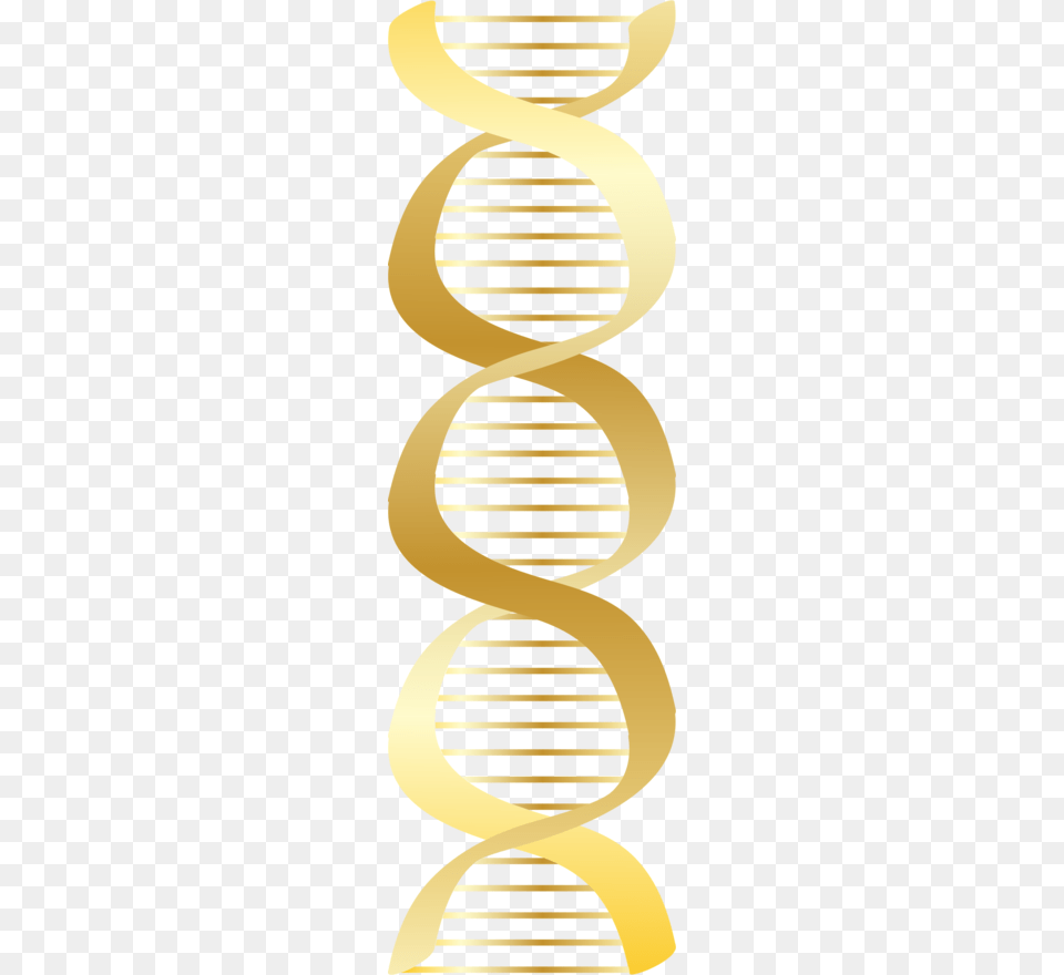 About 3600 Commercial Amp Noncommercial Clipart Gold Dna, Coil, Spiral, Person Free Transparent Png
