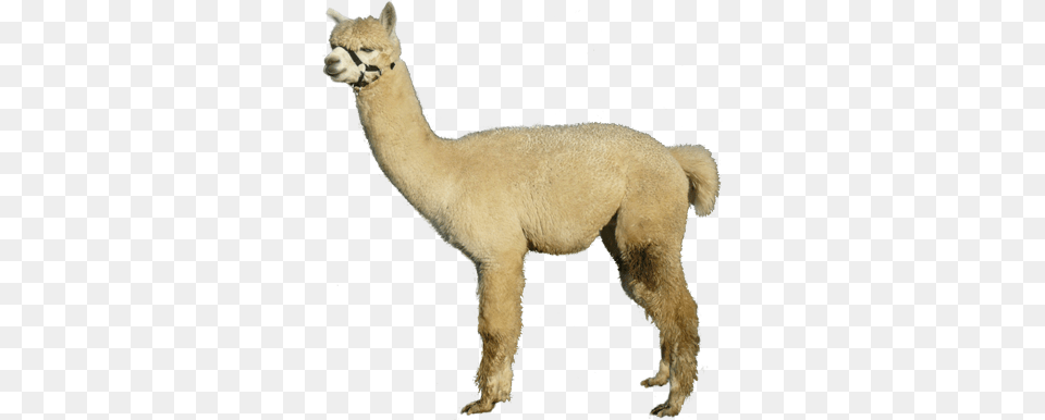 About Alpacas Introduction Watership Alpacas Arabian Camel, Animal, Llama, Mammal, Canine Free Png Download