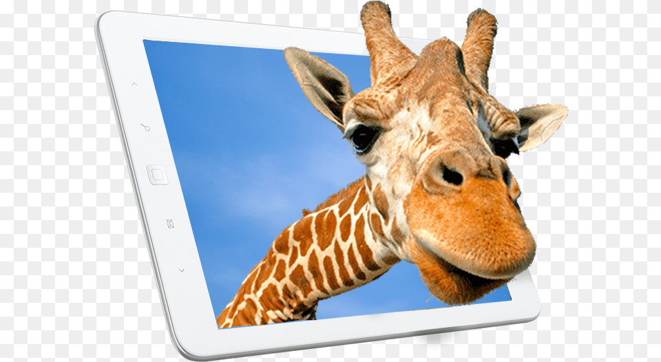 About Animal Kingdom Giraffe Close Up And Personal 3d Postcard Greeting, Computer, Electronics, Mammal, Wildlife Png Image