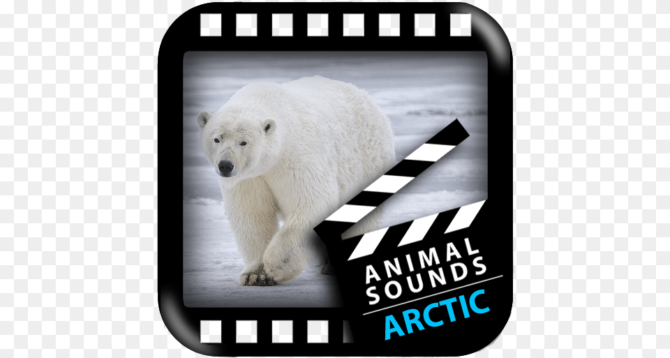 About Best Arctic Animals Sounds Google Play Version Arctic Animal Sounds, Bear, Mammal, Wildlife, Polar Bear Free Png