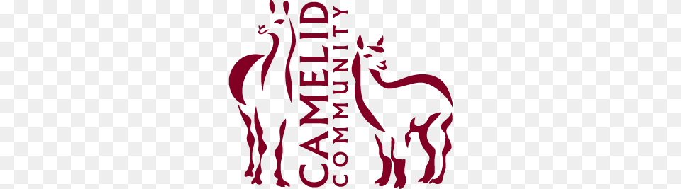 About Camelid Community, Animal, Mammal Free Png Download