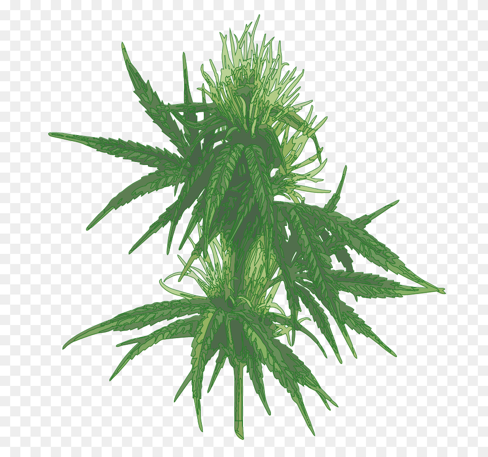 About Cannabis Plant Clinica Verde Pr, Hemp, Leaf, Herbal, Herbs Png