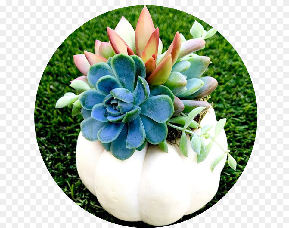 About Cardiff Succulents, Vase, Pottery, Potted Plant, Planter Png Image