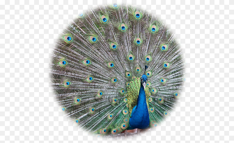 About Continental Feathers Colorful Peacock Plumage Mouse Pad, Animal, Bird Free Transparent Png