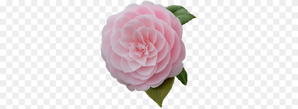 About Cute In Nature U0026 Flowers By Sarah Camellia Flowers Pink, Dahlia, Flower, Petal, Plant Png