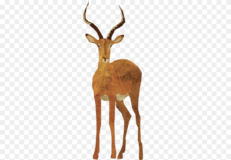 About Each Animal39s Behaviour And Surrounding Lore Wild Animals In, Animal, Antelope, Impala, Mammal Free Png Download