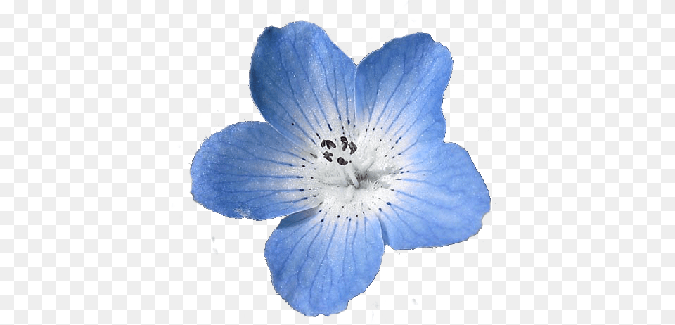 About Edit Blue Flower Transparent Background, Anemone, Anther, Geranium, Petal Free Png