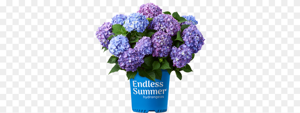 About Endless Summer Hydrangeas From Bailey Nurseries Lowes Hydrangea, Flower, Flower Arrangement, Plant, Flower Bouquet Png Image