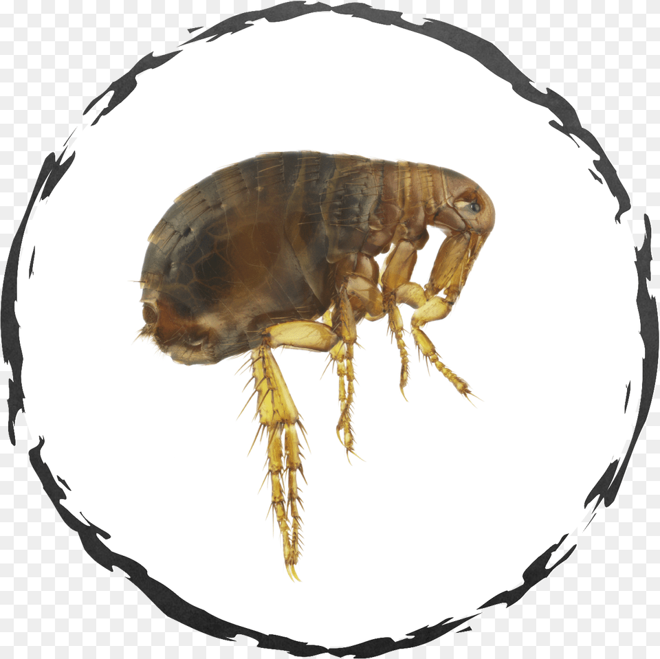 About Fleas Carrapatos E Pulgas, Animal, Flea, Insect, Invertebrate Free Transparent Png