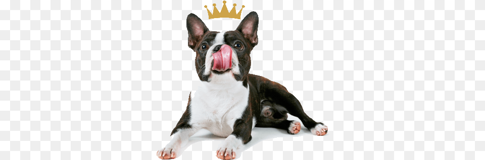About Good As Gold Boston Terrier, Animal, Canine, Dog, Mammal Free Png