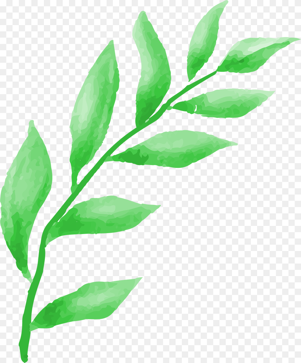 About Greenfingers Landscaping Twig, Herbal, Herbs, Leaf, Plant Free Png Download