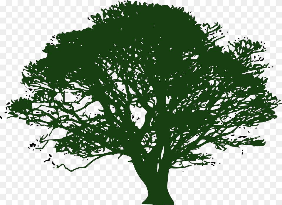 About Helga, Oak, Plant, Sycamore, Tree Free Png Download