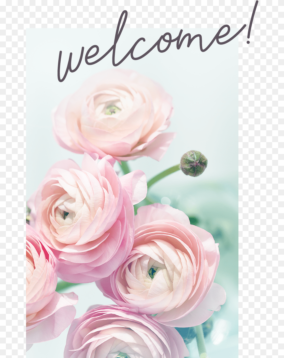 About Holistica Welcome Garden Roses, Flower, Plant, Rose, Petal Free Png