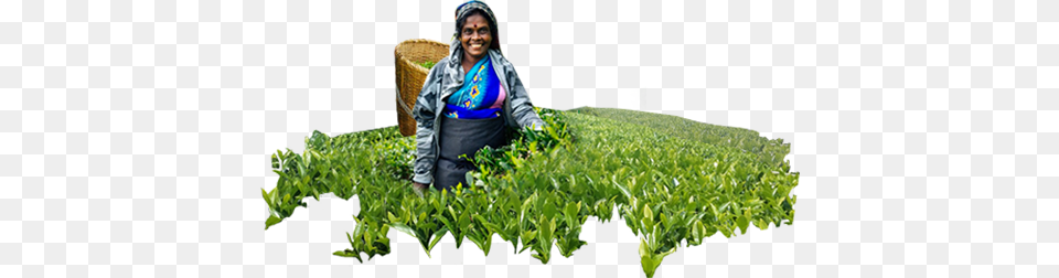 About Lady Cash Crop, Agriculture, Countryside, Field, Outdoors Png Image