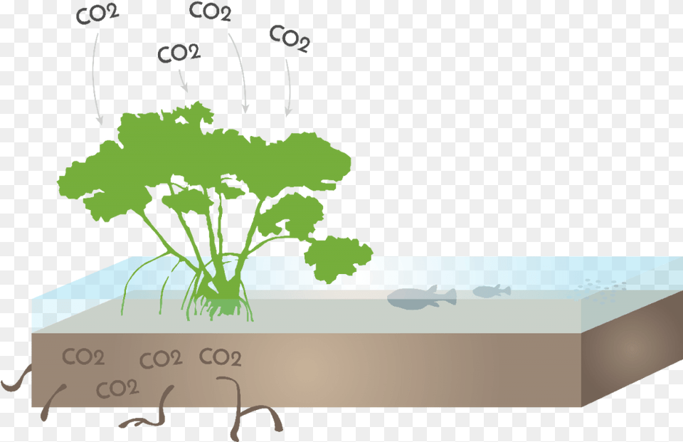About Mangroves Starboard Blue Rhizophora Mangle, Herbs, Parsley, Plant, Face Png