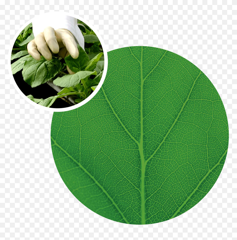 About Medicago, Herbal, Herbs, Leaf, Plant Free Transparent Png