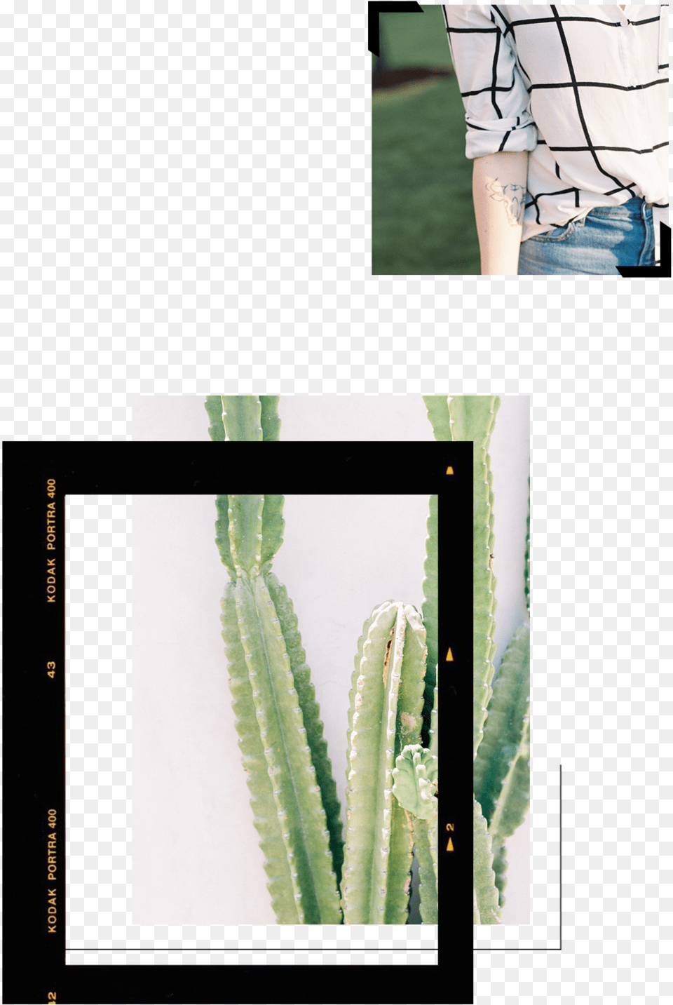About Mini Updated4 San Pedro Cactus, Adult, Person, Man, Male Png Image