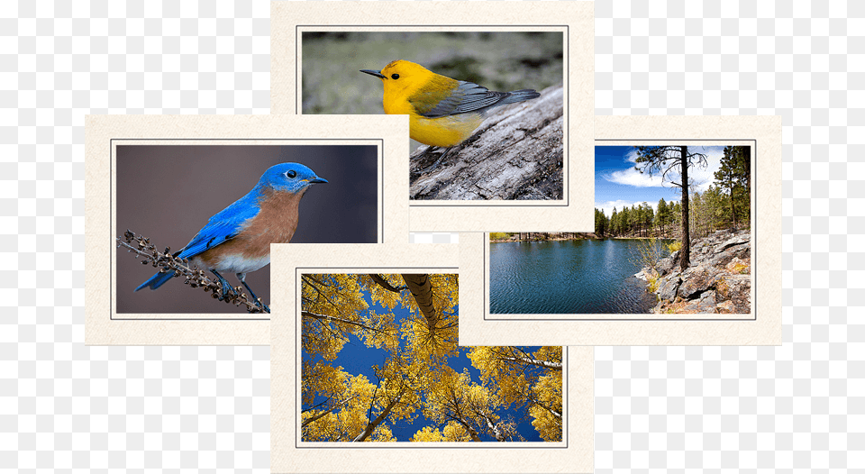 About My Note Cards Photography, Art, Collage, Animal, Beak Png Image