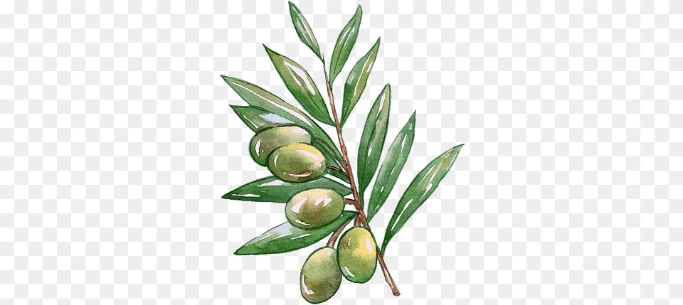 About Olivebranch Fresh, Leaf, Plant, Annonaceae, Tree Png Image