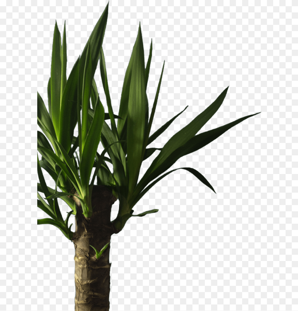 About Our Izote Palki Houseplant, Plant, Leaf, Potted Plant Free Png Download