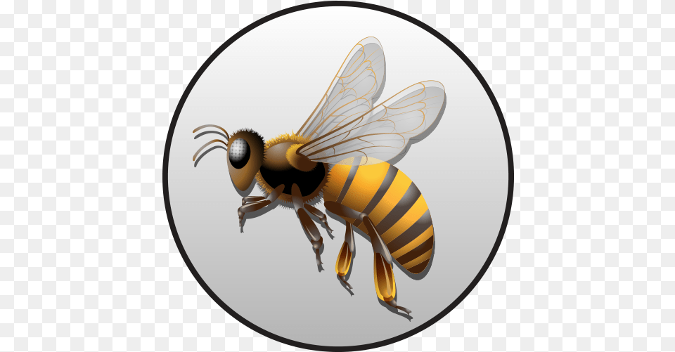 About Parasitism, Animal, Bee, Honey Bee, Insect Png