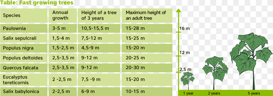 About Paulownia U2013 Professional Sl Vertical, Chart, Plot, Plant, Leaf Free Png