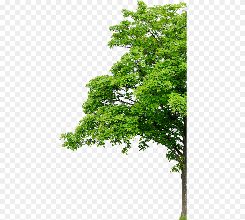 About Plant Tree Background, Green, Leaf, Oak, Sycamore Free Transparent Png