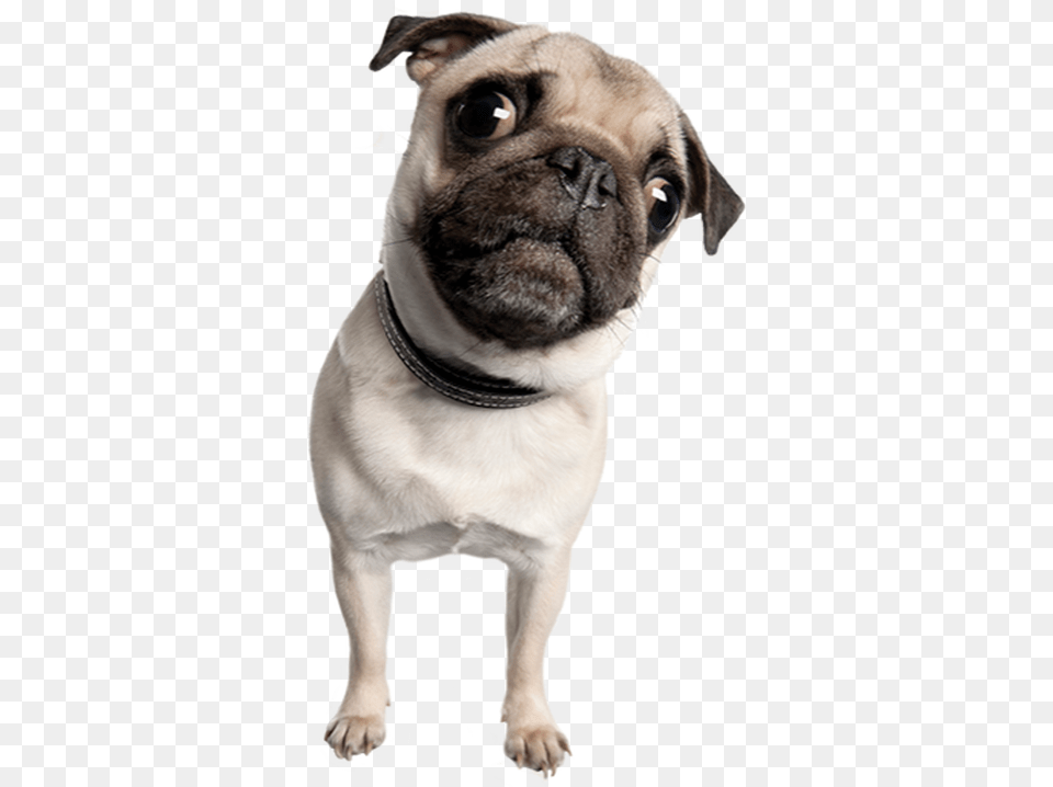 About Pug Rescue Pug Transparent Phone, Animal, Canine, Dog, Mammal Free Png Download