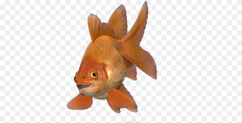 About Rodrigo Goldfish, Animal, Fish, Sea Life Free Png