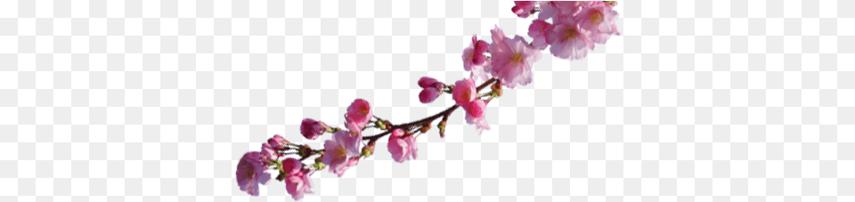 About Sakura Cherry Blossom, Flower, Plant, Cherry Blossom, Petal Png Image