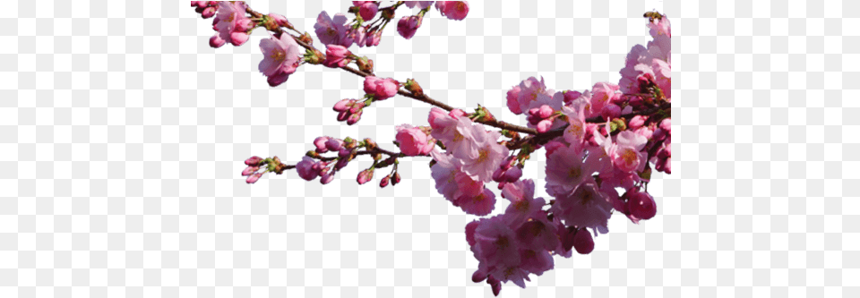 About Sakura Cherry Blossom Branch Overlay, Flower, Plant, Petal, Cherry Blossom Png Image