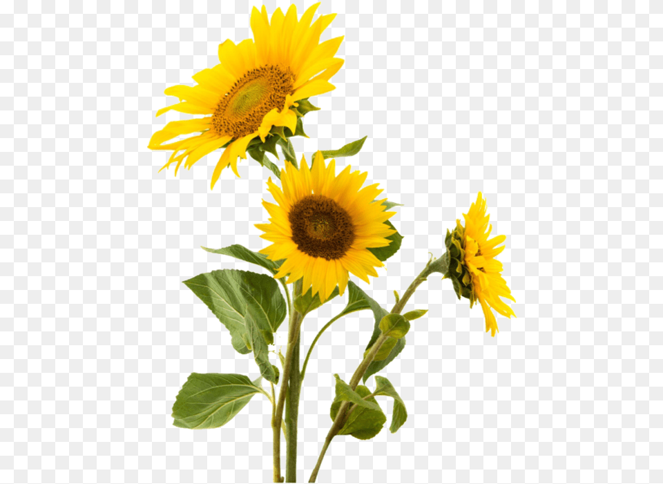 About Text In Theme And Edits By Lee Biersack Sunflowers Transparent, Flower, Plant, Sunflower Png