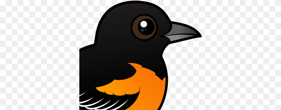 About The Baltimore Oriole Baltimore, Animal, Bird, Blackbird, Beak Free Transparent Png