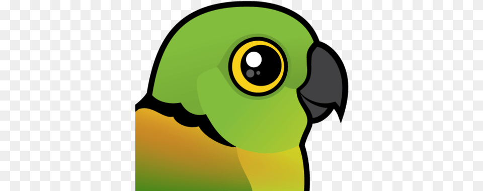 About The Black Collared Lovebird Black Collared Lovebird, Animal, Beak, Bird, Baby Free Png