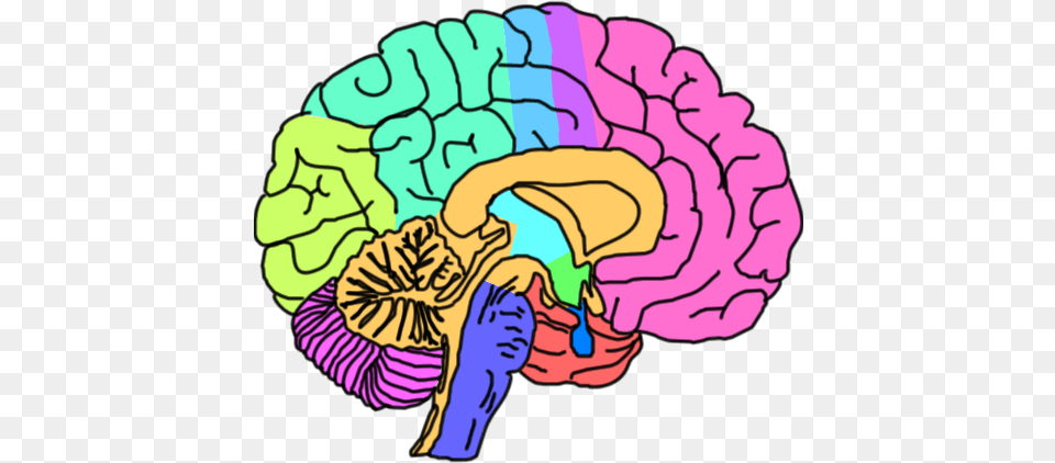 About The Brain Brain, Person, Baby, Sea Life, Sea Free Transparent Png