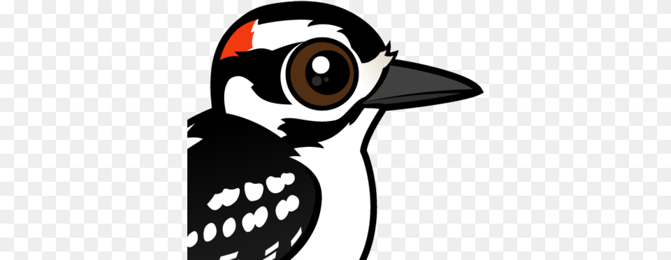 About The Hairy Woodpecker Cute Woodpecker Clip Art, Animal, Beak, Bird Free Png
