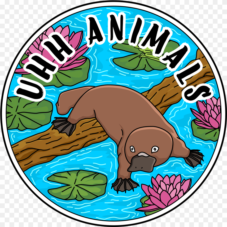 About U2014 Uhhanimals Platypus, Animal, Mammal, Wildlife Free Png Download