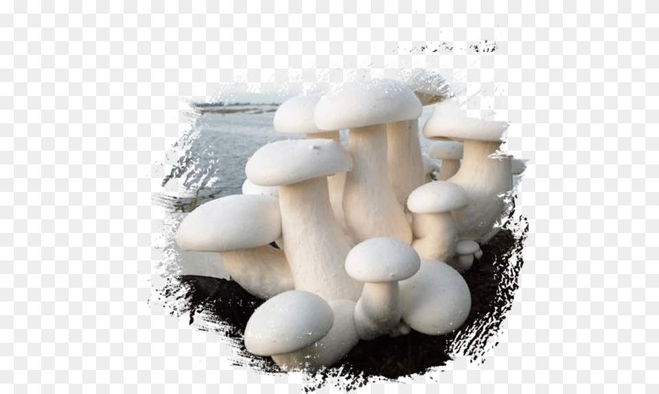 About Us, Fungus, Plant, Mushroom, Agaric Free Png Download