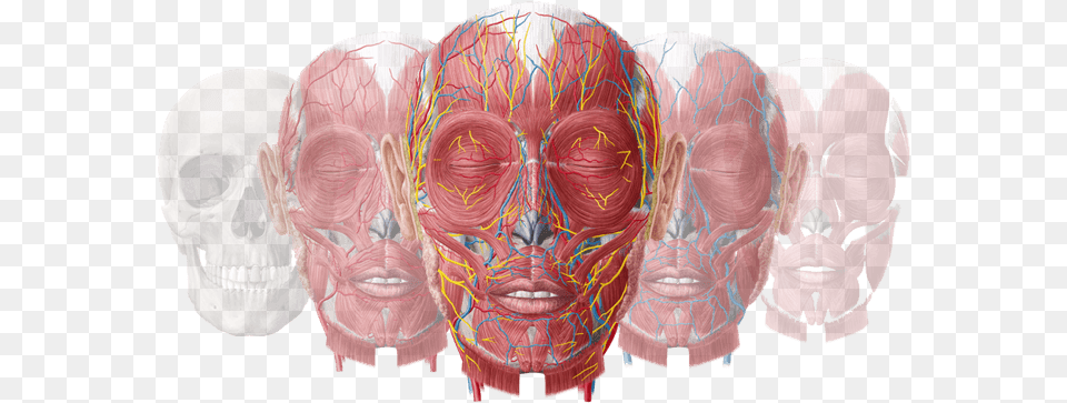About Us Anatomy Flashcards Head Ebook, Mask, Adult, Male, Man Free Png