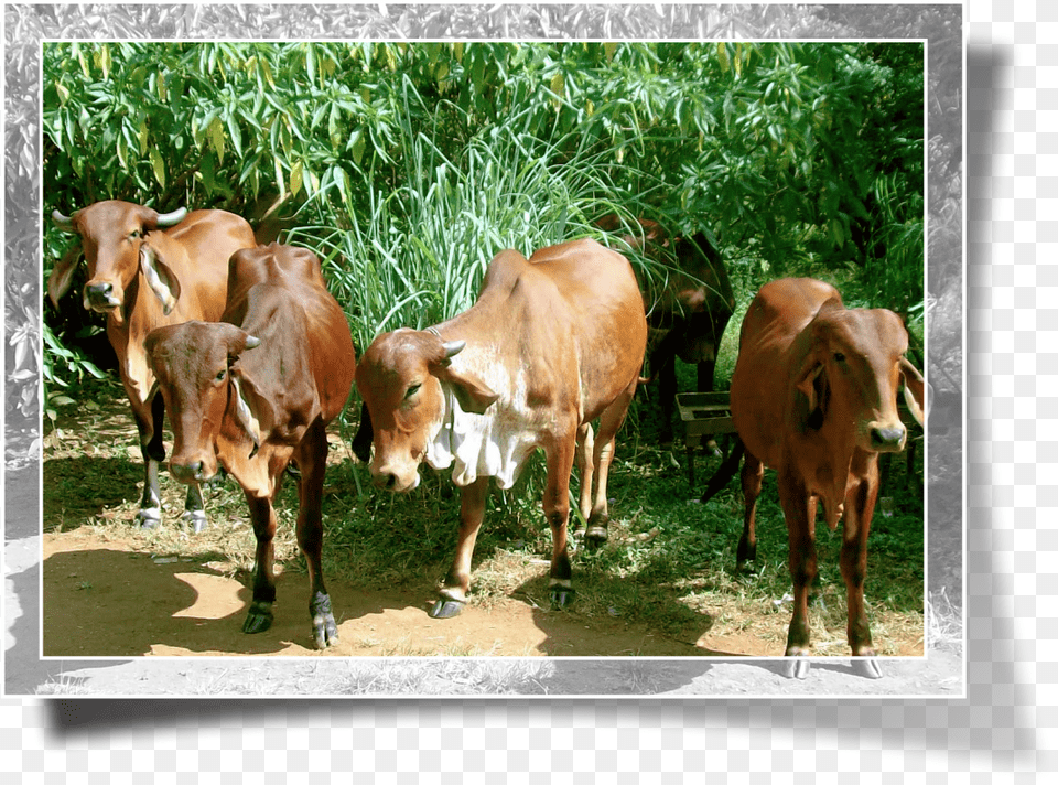 About Us Dairy Cow, Animal, Bull, Mammal, Cattle Free Png Download