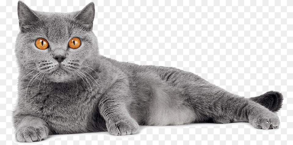 About Us Gray Hair Orange Eye Cat, Animal, Mammal, Manx, Pet Png Image
