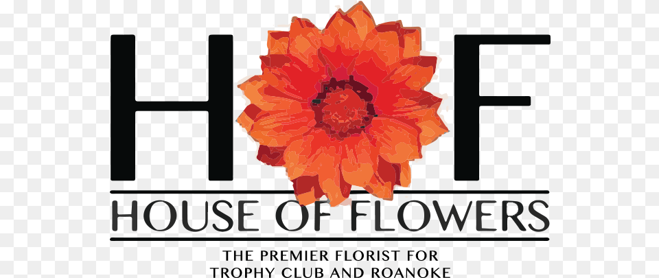 About Us House Of Flowers Dfw Barberton Daisy, Flower, Plant, Dahlia, Rose Png