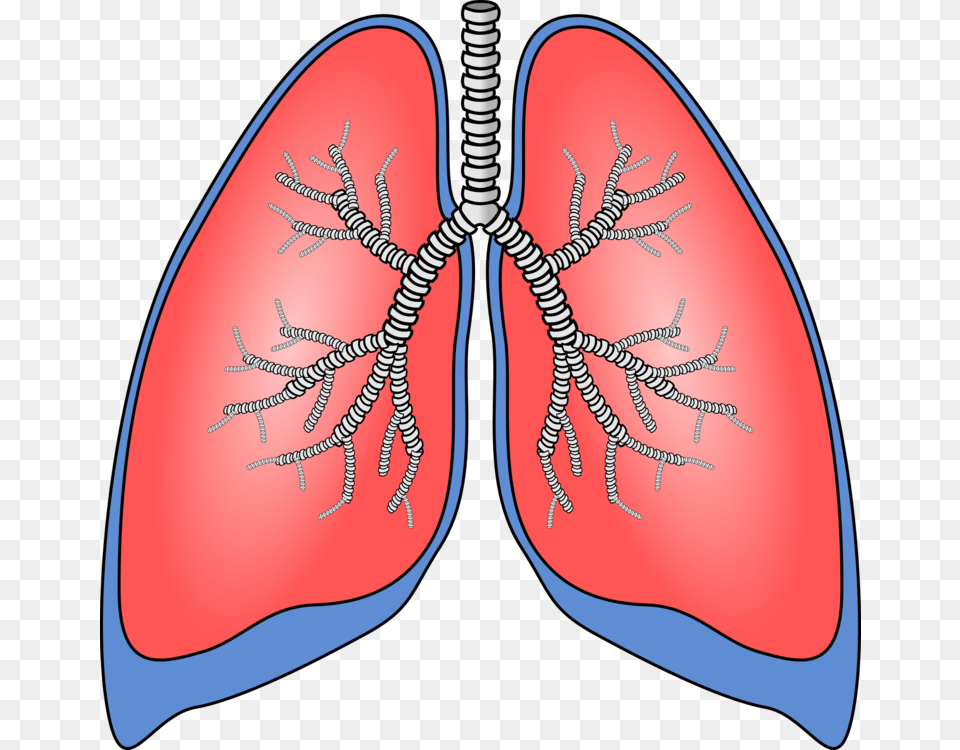About Your Lungs Respiratory System Human Body Breathing Face, Head, Person, Body Part Free Transparent Png