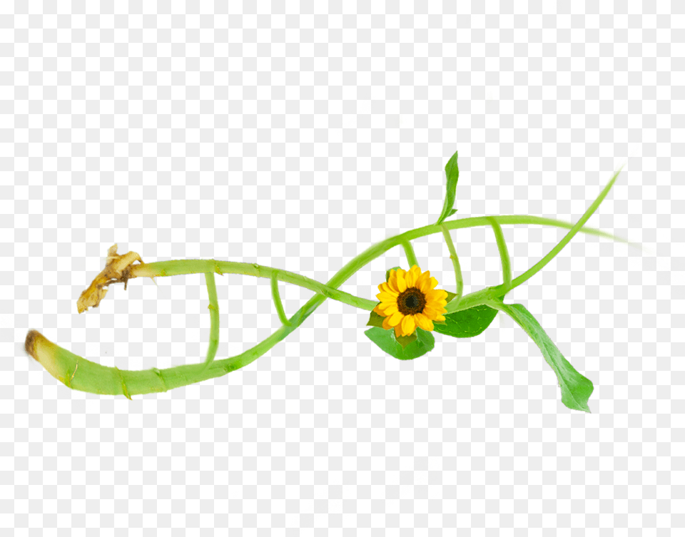 About Zymo Research Flower, Plant, Petal, Animal, Insect Free Transparent Png