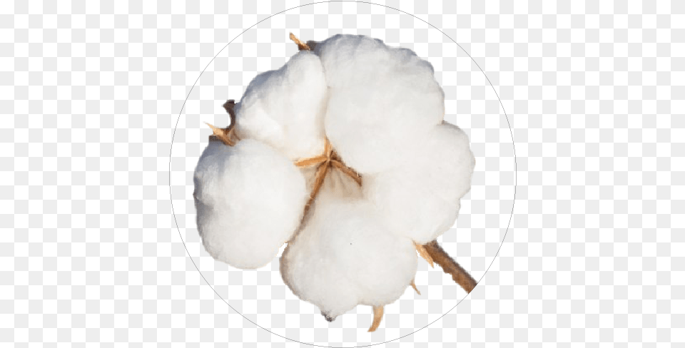 Abouticons 01 Jasmine, Cotton, Nature, Outdoors, Snow Free Transparent Png