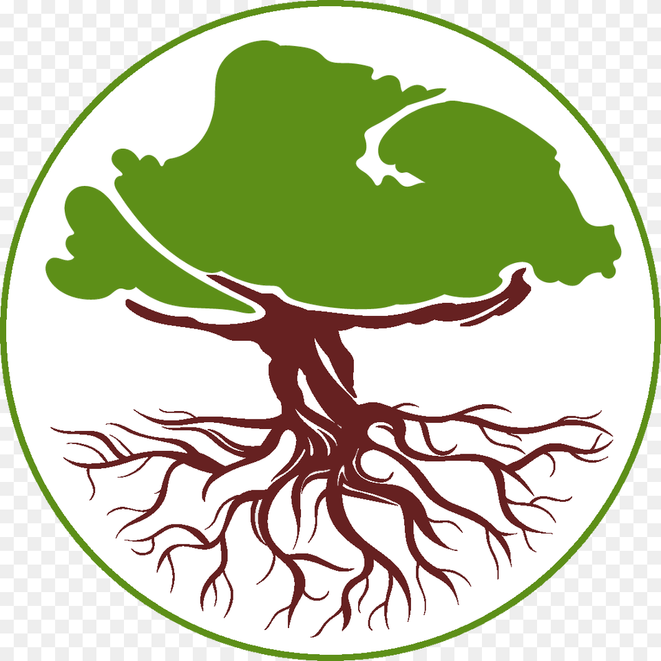 Above Below Tree Care Winnipeg Tree Consultant Isa Certified, Plant, Root Free Transparent Png