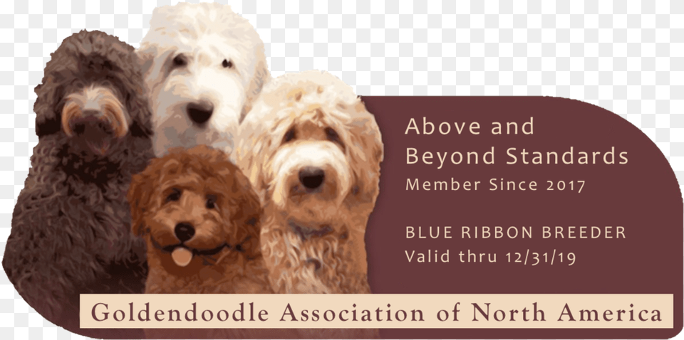 Above Beyond Our Goldendoodles, Animal, Canine, Dog, Mammal Png Image