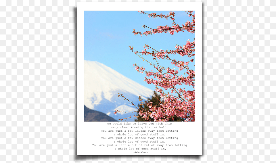 Abraham Hicks Quotes Mount Fuji Square Scarf 26quot X, Flower, Plant, Cherry Blossom, Petal Free Png Download