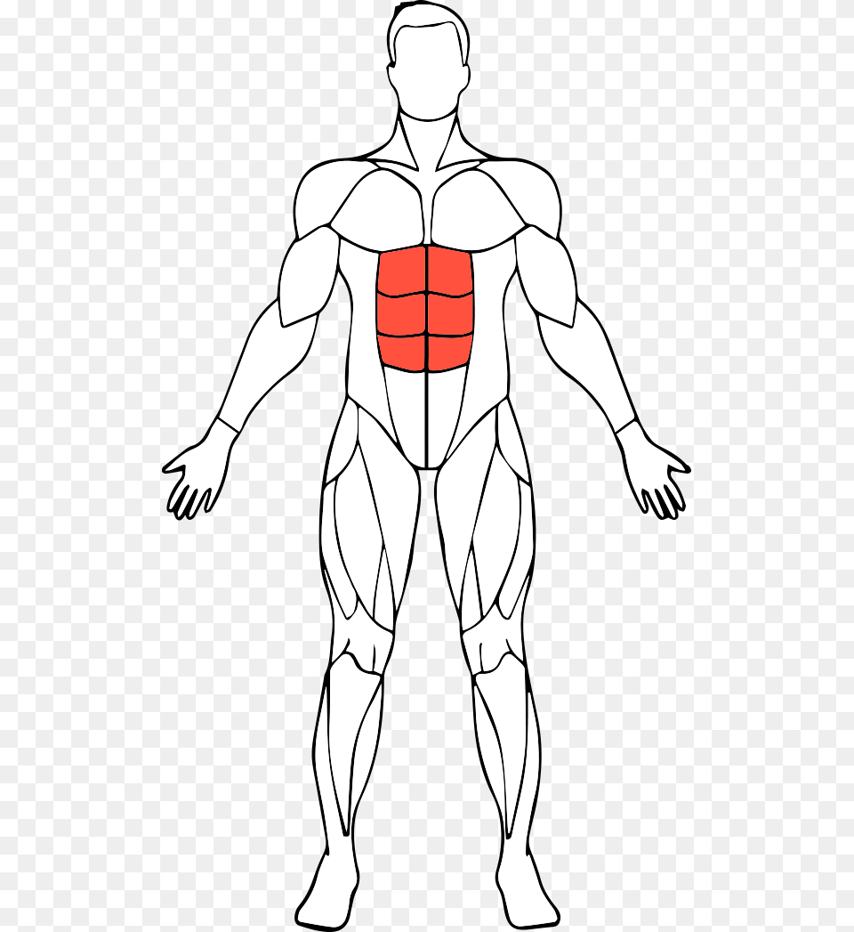 Abs Muscle, Adult, Male, Man, Person Free Transparent Png
